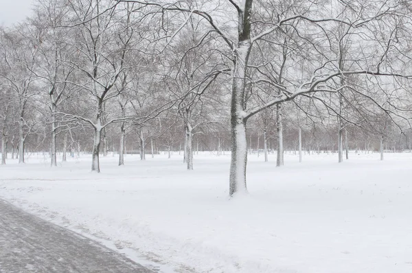 Árboles en la nieve en el parque en invierno . —  Fotos de Stock