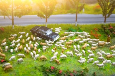 Park halindeki bir araba ile yol tarafından bir çayır üzerinde minimal koyun sürüsü.