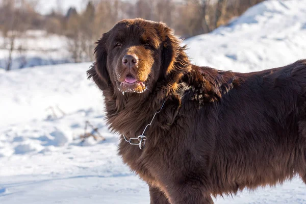 Newfoundland brown dog looking around in winter sunny day. — Stock Photo, Image