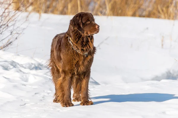 Newfoundland brown dog looking around in winter sunny day. — Stock Photo, Image