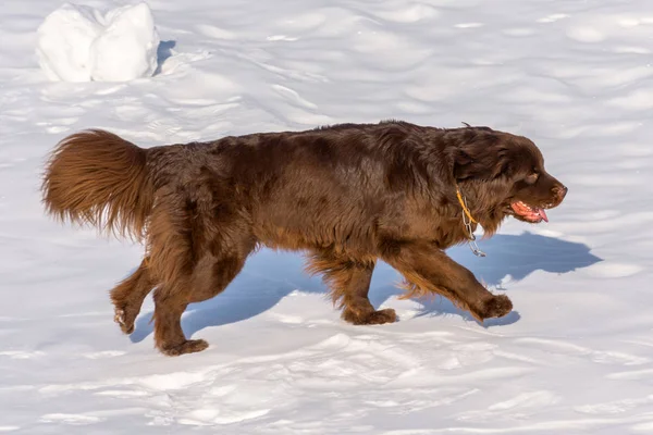 Newfoundland brown dog run in winter sunny day. — Stock Photo, Image