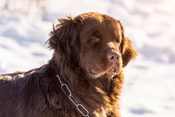 Newfoundland brown head dog looking around in winter sunny day. — Stock Photo, Image