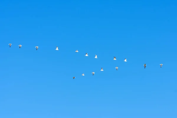 Deniz martı sürüsü bir kama mavi gökyüzünde uçar. — Stok fotoğraf