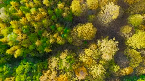 湖の間の島の秋の森の高さからの空中風景 — ストック動画