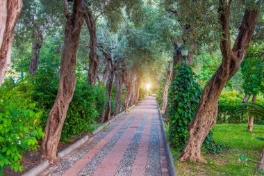 Yaya yolu ve kıvrımlı ağaç gövdesi olan vahşi bir park..