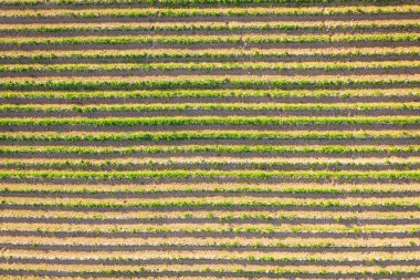Tarlalarda ekilen tarımsal bitkilerin taze tohumları, hava manzarası..