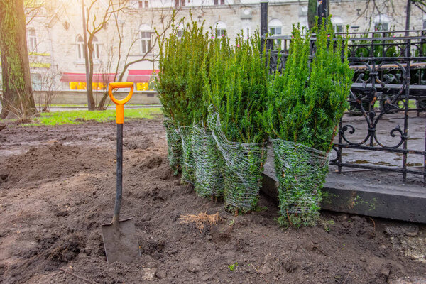 Ряд хвойных елок, посаженных осенью в городском парке
