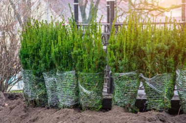 Sonbaharda bir şehir parkında ekilen kozalaklı çam ağaçları..