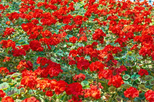 Campo canteiro de flores abundante floração gerânio vermelho . — Fotografia de Stock