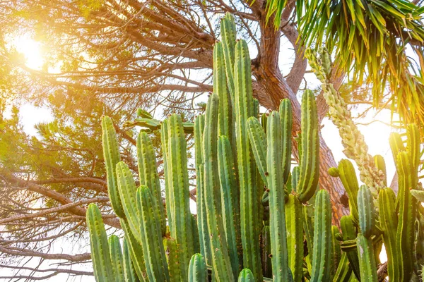 Hosszú kaktusz vastagsága a Mediterrán Városligetben. — Stock Fotó