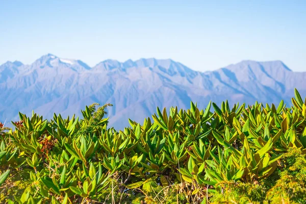 Vista panorámica de los picos montañosos y cielo azul claro, en primer plano hierba de la vegetación montañosa en foco . — Foto de Stock