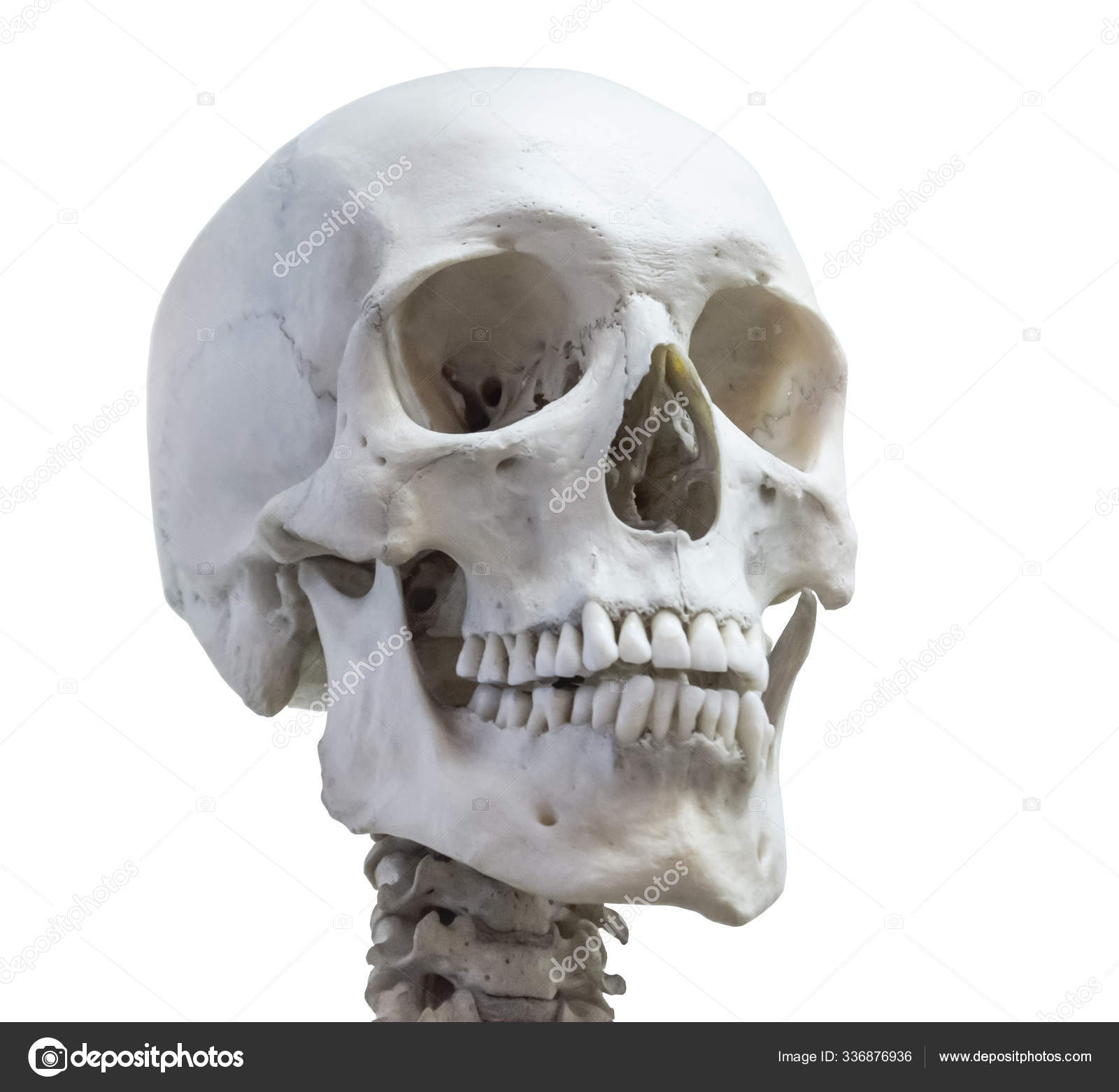 Cabeza del cráneo humano en el cuello de la columna vertebral aislada sobre  un fondo blanco . — Foto de stock #336876936 © aapsky, image size:1600x1562