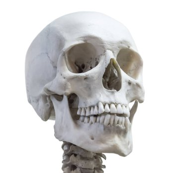 Human skull head on the neck of the spine isolated on a white background. clipart