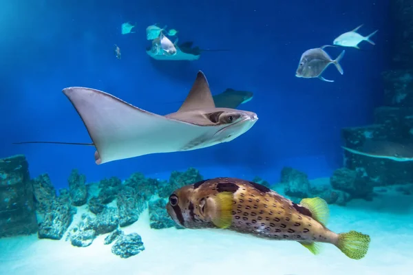 Stingrays and fish hedgehog are swimming on the blue sea near the underwater rocks and white sand. — Stock Photo, Image