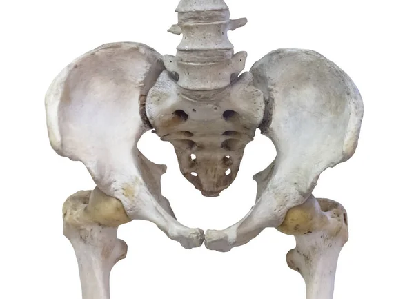 흰 바탕에 대퇴골이 붙어 있는 골반뼈. — 스톡 사진