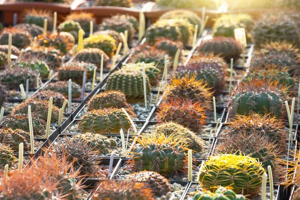 Cactus Small Pots Nurture Tray Garden Tropical Greenhouse Small Decorative — Stock Photo, Image