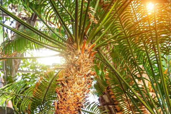 Tropikalna Palma Liśćmi Przebijającymi Się Przez Słońce Przez Koronę Drzewa — Zdjęcie stockowe