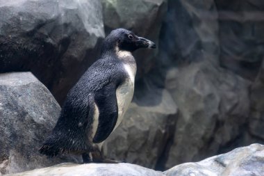 Kayalıklardaki hayvanat bahçesindeki Afrika pengueni.