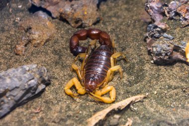 Akrep, barınağın yanındaki kumsalda oturuyor.