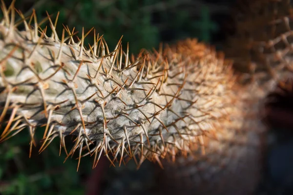Çöllerde Büyüyen Bir Sandıkta Keskin Dikenleri Olan Bir Bitki — Stok fotoğraf