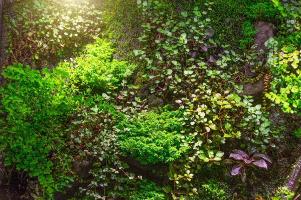 森の下の地面付近の熱帯雨林の眺め — ストック写真