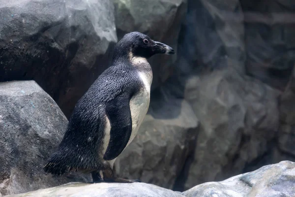 Pinguim Africano Zoológico Sobre Rochas — Fotografia de Stock