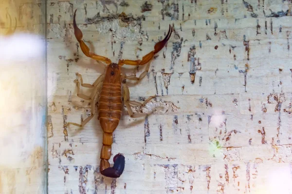 蝎子爬到水族馆的墙上 — 图库照片