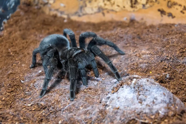 Černý Tarantula Grammostola Pulchra Pavouk Sedí Zemi — Stock fotografie