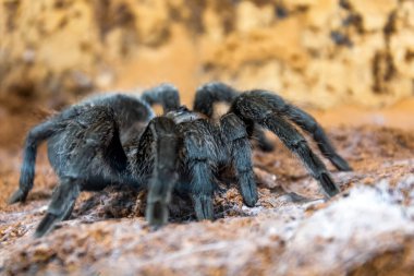 Siyah tarantula Grammostola pulchra örümceği yerde oturur.