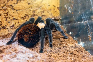 Brachypelma albiceps Meksika tarantula örümceği yerde oturuyor