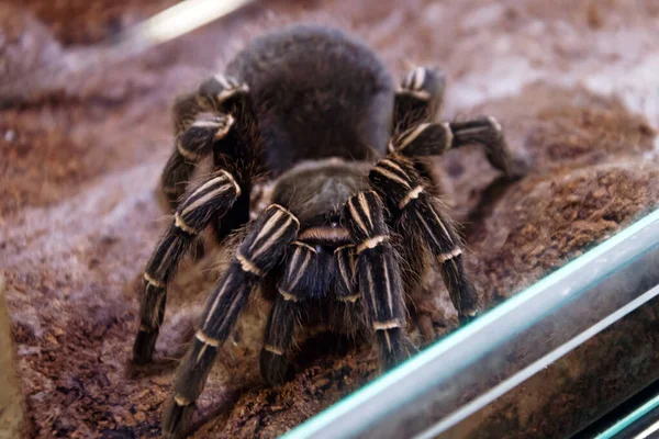 Araña Tarántula Blanca Brasileña Sienta Suelo —  Fotos de Stock