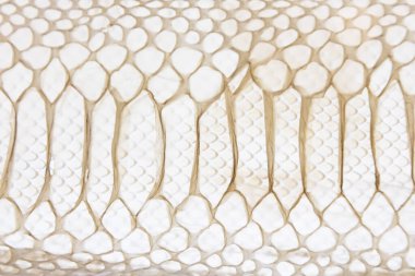 Yılanların deri dokusu ışıkla aydınlatılır.