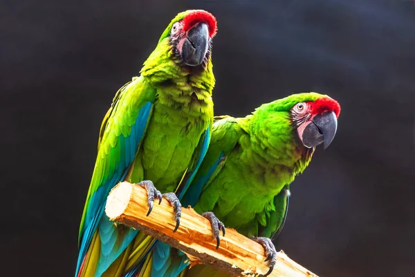 Par Loros Guacamayos Verdes Están Sentados Una Rama Bosque — Foto de Stock