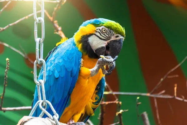 Perroquet Aras Bleu Est Assis Sur Une Branche Mange Tout — Photo