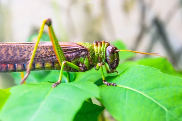 绿色巨大的蝗虫栖息在农业植物的叶子上 是农作物的害虫 — 图库照片