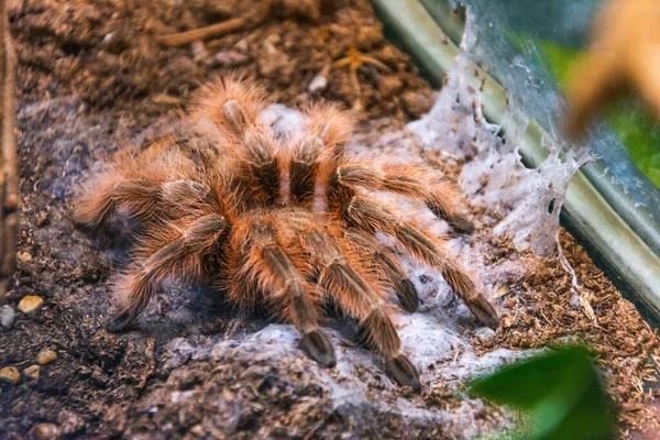 Pterinochilus Murinus Tarantula Αράχνη Κάθεται Στο Έδαφος — Φωτογραφία Αρχείου