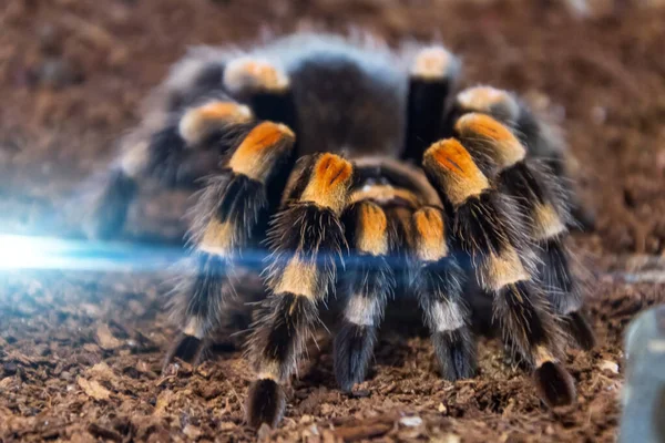 Brazilian Whiteknee Tarantula Spider Sits Ground — Stock fotografie