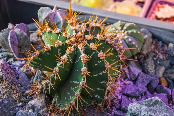 Small Decorative Cactus Plants Desert Garden Arranged — Stock Photo, Image