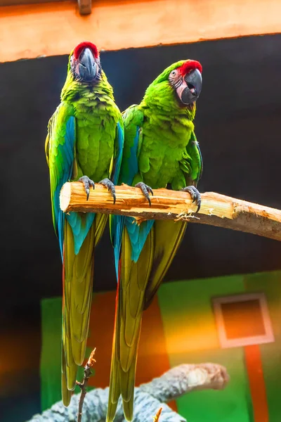 Par Loros Guacamayos Verdes Están Sentados Una Rama Bosque — Foto de Stock