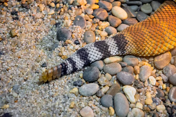 响尾蛇在沙滩和石头上的近视 — 图库照片
