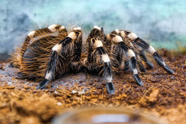 Huge Brazilian Whiteknee Tarantula Fluffy Hairy Spider Sits Ground Side — Stock fotografie
