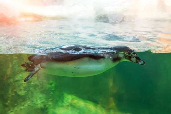 Pinguim Africano Humboldt Nada Água Atrás Copo — Fotografia de Stock