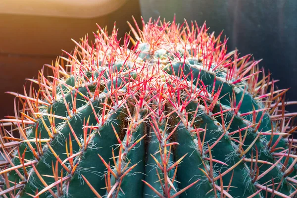 Grande Cactus Verde Con Spine Rosa Rosse Vicino Vista Vicino — Foto Stock