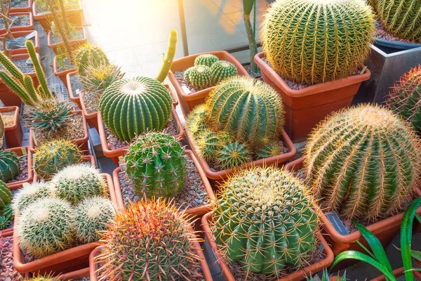 Several Pots Large Cacti Greenhouse — Stock Photo, Image