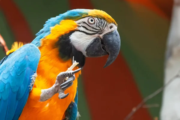 Kék Sárga Macaw Ara Arararauna Egy Ágon Harapdál Egy Ágat — Stock Fotó