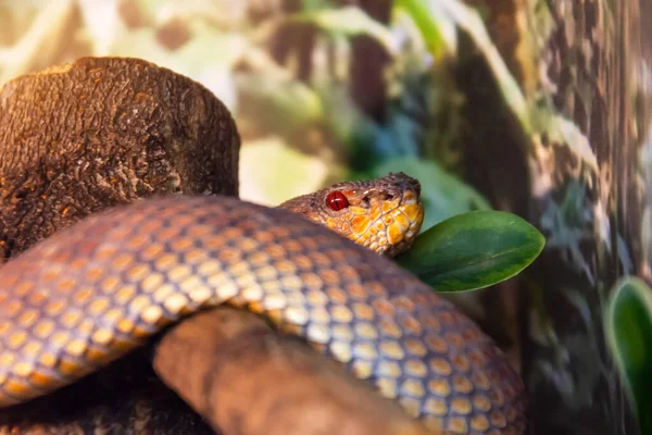 Caza Serpiente Pitón Marrón Bosque Esperando Presa — Foto de Stock