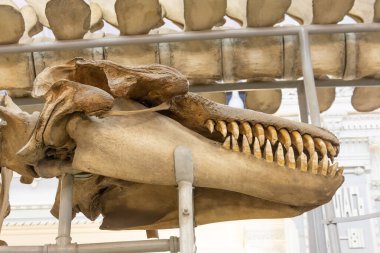 Bir deniz hayvanı iskelet balina kafası, katil balina