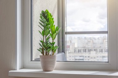 Güneşli bir odanın pencere eşiğine yeşil Zamioculcas bitkisi, uzak bir mesafede kentsel arka plan, birçok meskun bina