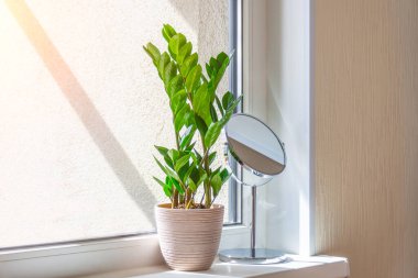 Yeşil Zamioculcas, güneşli bir odanın pencere eşiğinde güneş tarafından aydınlatılan bir bitki.