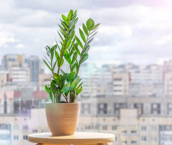 Zelená Zamioculcas Rostlina Dřevěném Stánku Sluncem Osvětlené Místnosti Dálce Městské — Stock fotografie